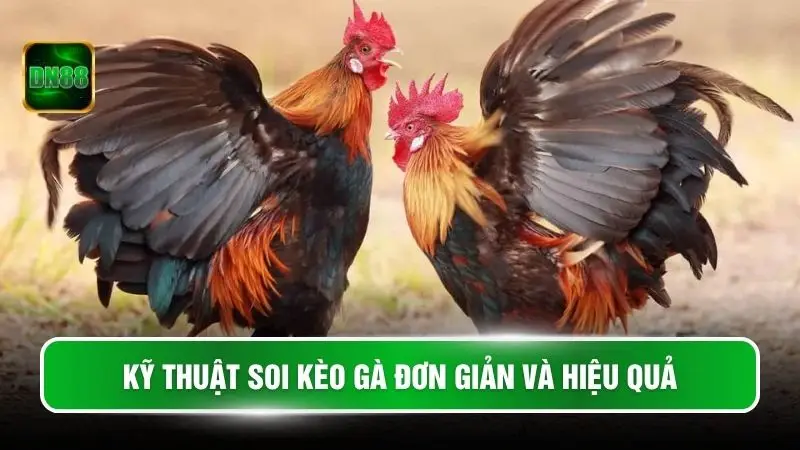 Kỹ thuật soi kèo gà đơn giản và hiệu quả